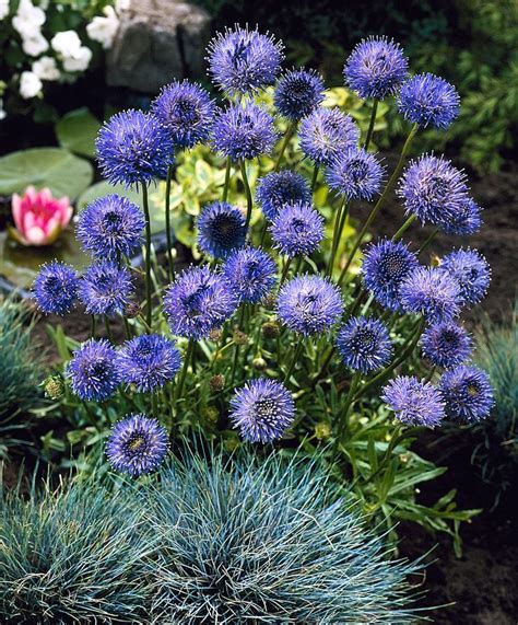 Best Time To Plant Scabiosa Japonica Blue Diamonds 251 Best Flowers