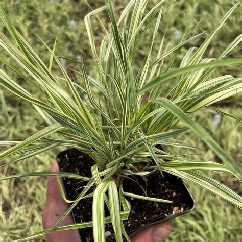 Molinia Caerulea Variegata Variegated Moor Grass 35 Pot