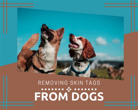 Removing A Skin Tag From A Dog Pethelpful