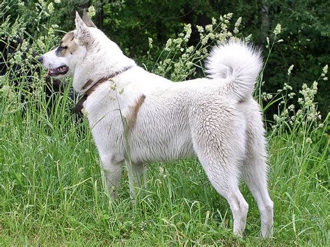 10 Sturdy And Hardy Russian Dog Breeds