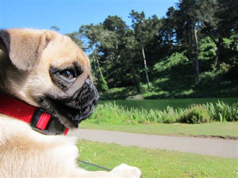 Awesome Pugs Atlas The Pug Summer Fun Hanging Out At Stow