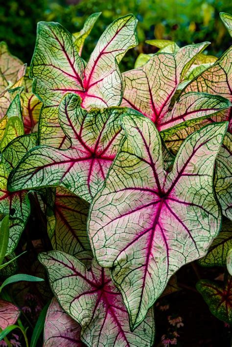 Here Is How To Plant Colorful Caladiums To Brighten Shade Gardens All