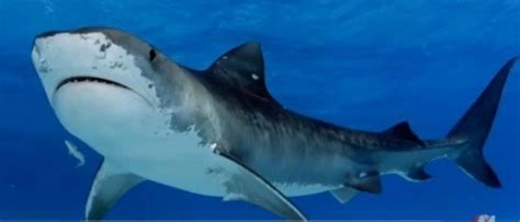Face à Une Pratique Disproportionnée Des Campagnes D Abattage De Requins La Justice