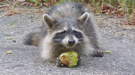 Raccoon eating cats' food, likes to mix it in the water like a bowl of cereal. raccoon eating apple (farmcards) - YouTube