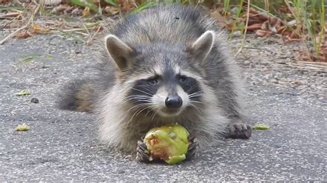 What raccoons eat in the wild may include carrion. raccoon eating apple (farmcards) - YouTube