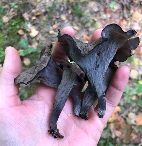 Black Trumpet Mushroom Dried Sustainably Wild Harvested Whole Horn Of