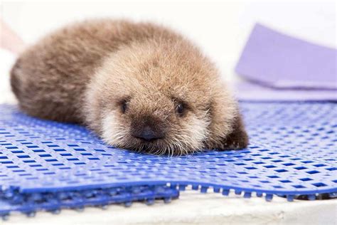 Baby Sea Otter Joins Shedd Aquarium Chicago Tribune