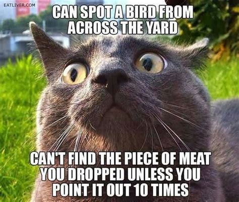 Funny Terrific Cheer Up Cat Meme Jokes Quotesbae