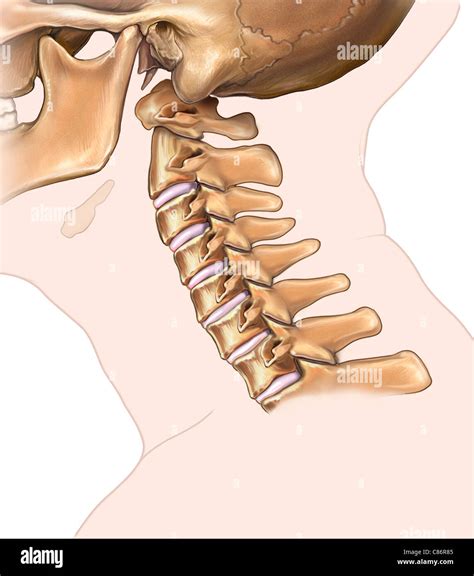 Lateral View Of Cervical Spine Stock Photo Alamy