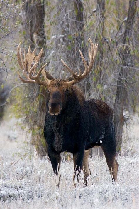 Moose A Really Big Bull Moose You Dont Want To Mess With These