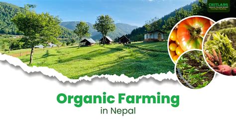 Organic Farming In Nepal Chitlang