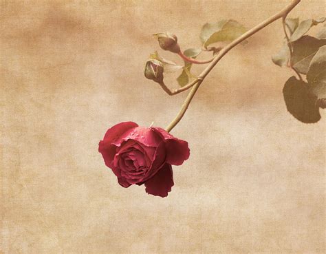 Antique Rose Photograph By Kim Hojnacki Pixels