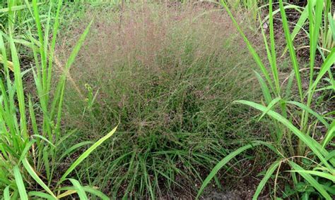 Eragrostis Spectabilis Care Growing Purple Love Grass Epic Gardening