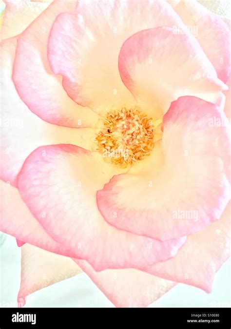 Full Bloom Pink Rose Stock Photo Alamy
