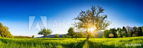 The Sun Shining Through A Tree On A Green Meadow A Panoramic Vibrant