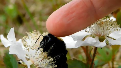Petting A Bumble Bee Up Close 2019 Mississippi Wildlife Youtube