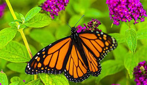 Historic Deal To Protect Millions Of Monarch Butterfly