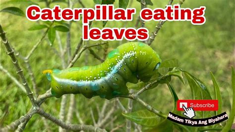 Caterpillar Eating Leaves Youtube