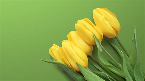 Yellow Tulips 4k Wallpapers Wallpapers Hd