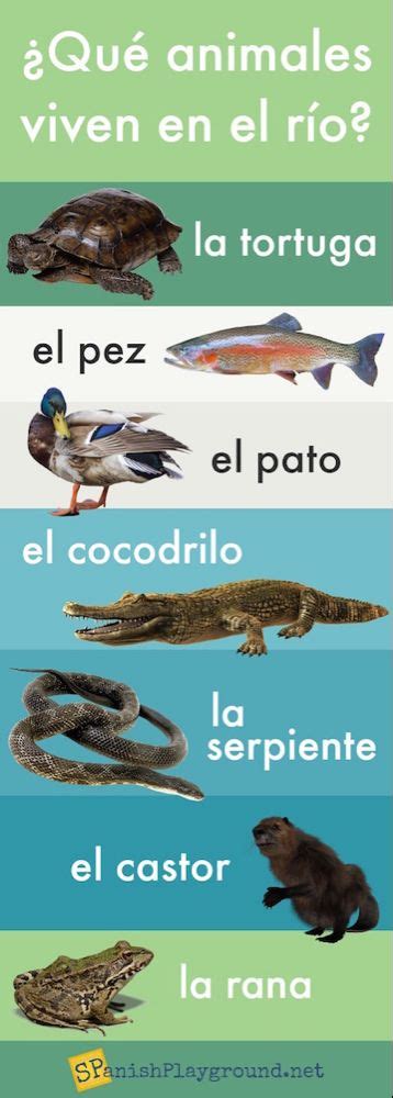 Spanish Vocabulary Infographics Spanish Playground Spanish
