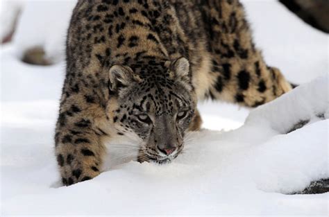 Rare Snow Leopards Found In Afghanistan News Al Jazeera