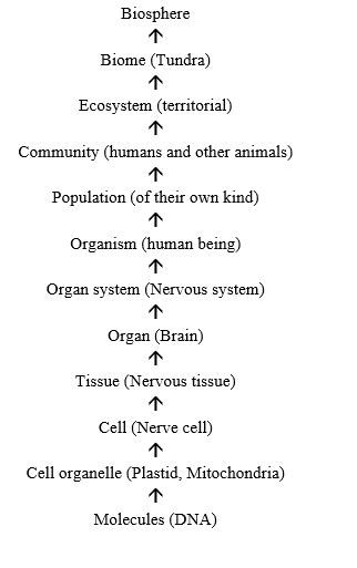 Biological Hierarchy Of Life