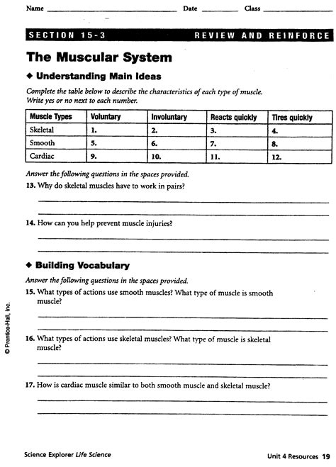 Chapter 7 Muscular System Worksheet Answers Printable