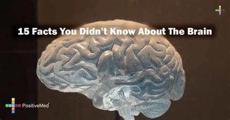 15 Facts You Didn T Know About The Brain PositiveMed