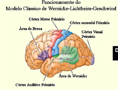 Maybe you would like to learn more about one of these? Momentos Especiais : NEUROBIOLOGIA DA LINGUAGEM E AFASIAS