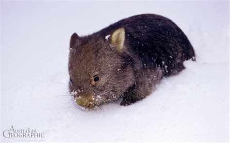 Images Of Australia Baby Wombat Australian Geographic
