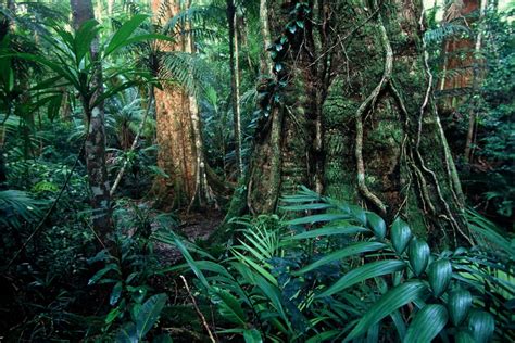 Rainforests Wet Tropics Management Authority