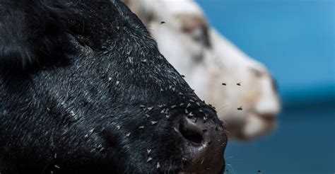 4 methods to control flies on cattle