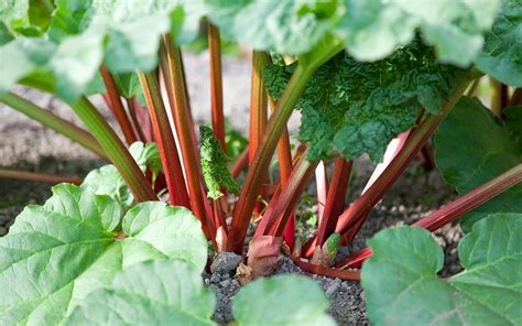 How To Harvest Rhubarb The Right Way Hint Dont Cut It Birds And