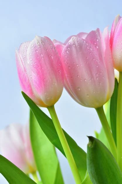 Beautiful Delicate Spring Flowers Pink Tulips Pastel Colors And