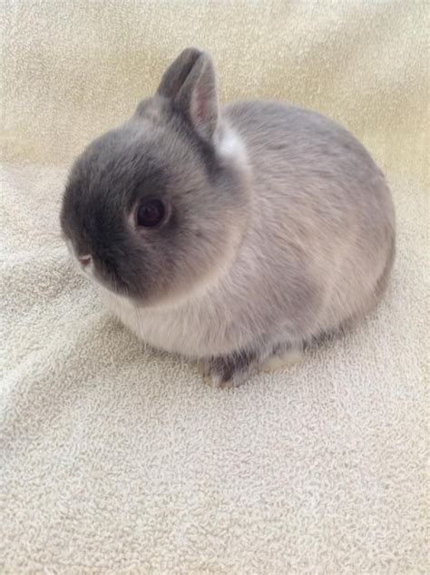 Netherland Dwarf Bunnies For Sale Near Me Worst Newsletter Pictures
