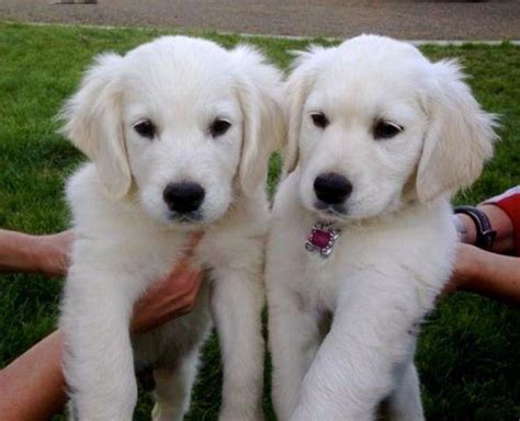 We have shipped puppies from washington dc to california and from alberta, ca to florida with others filling. Beautiful European Golden Retriever Puppies!!! for Sale in ...