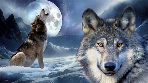 Wolf Full Moon Wallpaper Wallpapersafari