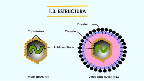 Virus Viroides PlÁsmidos Y Priones Youtube