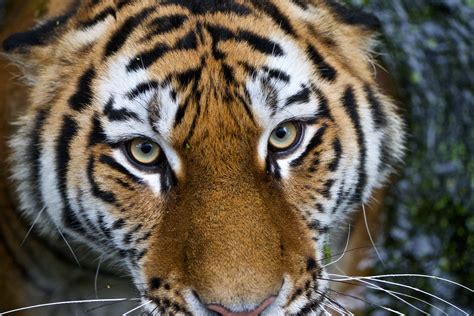 Eye Of The Tiger Rainer Hungershausen Flickr