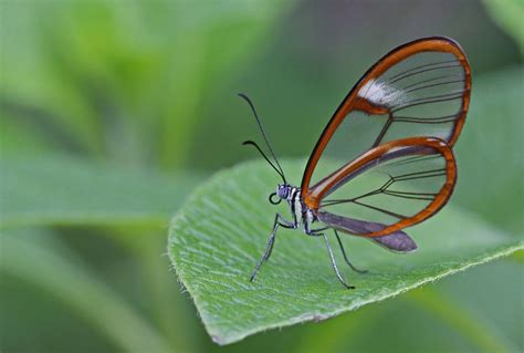 Glasswing Butterfly Glasswing Butterfly Glasswing Majestic Animals