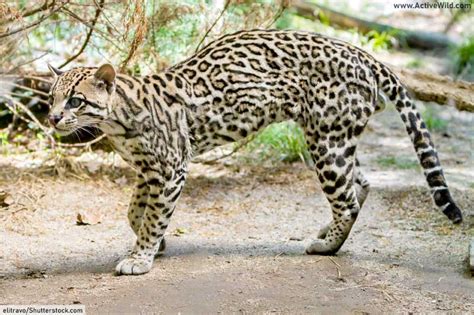 wild cats of north america all north american cats list pictures and facts 2023
