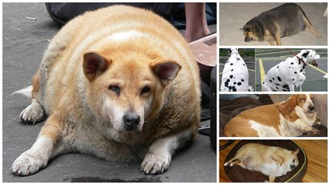 19 Fat Dogs Wallpapers Wallpapersafari