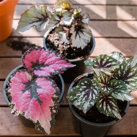 Rex Begonia Care Ken Matthews Garden Center