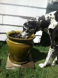 Just be sure your pump is strong enough for the size of your pet and their water bowl, and that all the parts can be cleaned thoroughly. 16 Exciting Dog Water Fountain images | Dog water fountain ...