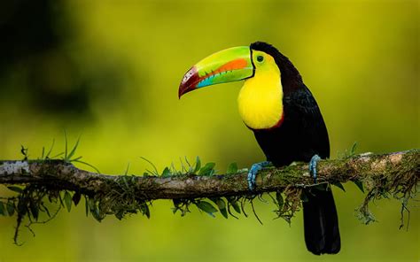 Birds Toucan Bird Wildlife Hd Wallpaper Peakpx