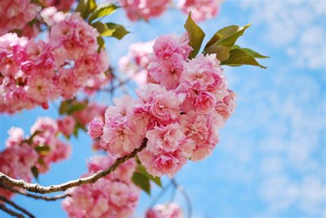 Cherry Blossom Trees Spring Up Keil Tree Experts Inc