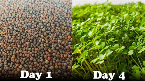 How To Grow 10000 Mustard Seeds Youtube