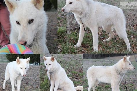 Wolf Hybrid Puppies For Sale Leopikol