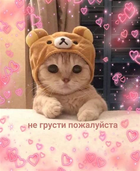 Пикчи для влюбленных ВКонтакте Кошачьи мемы Очаровательные котята