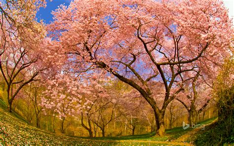 Bing Cherry Blossom Wallpaper Wallpapersafari